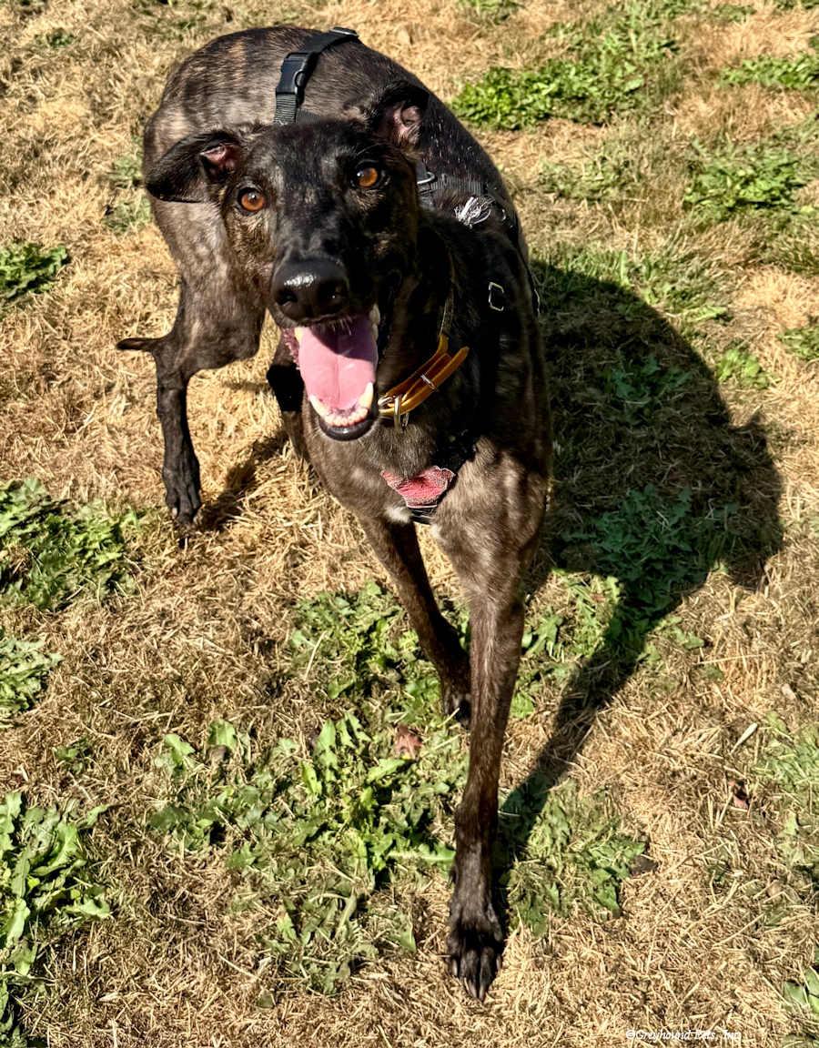 Enlarge Amor, a Adoptable Greyhound in Woodinville, WA image 1/3