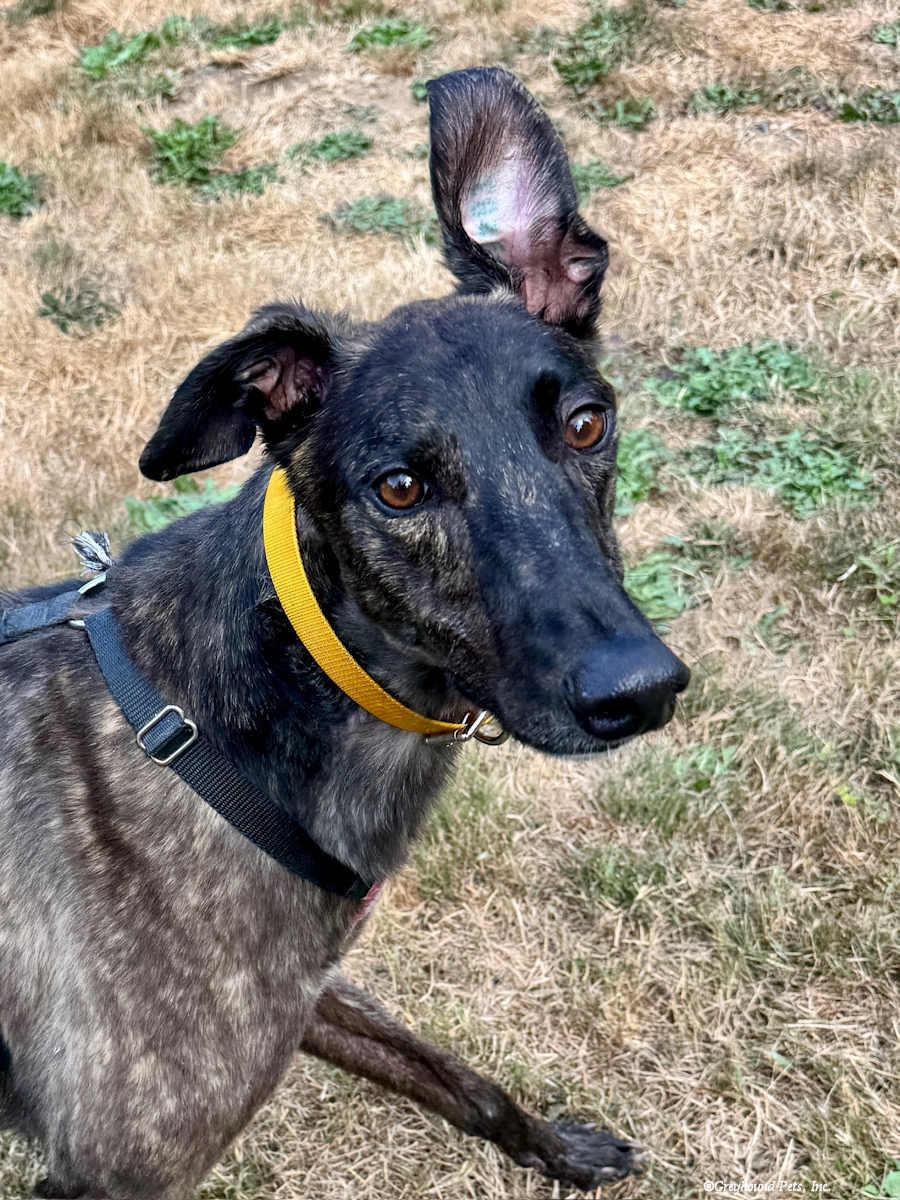 Enlarge Amor, a Adoptable Greyhound in Woodinville, WA image 2/3