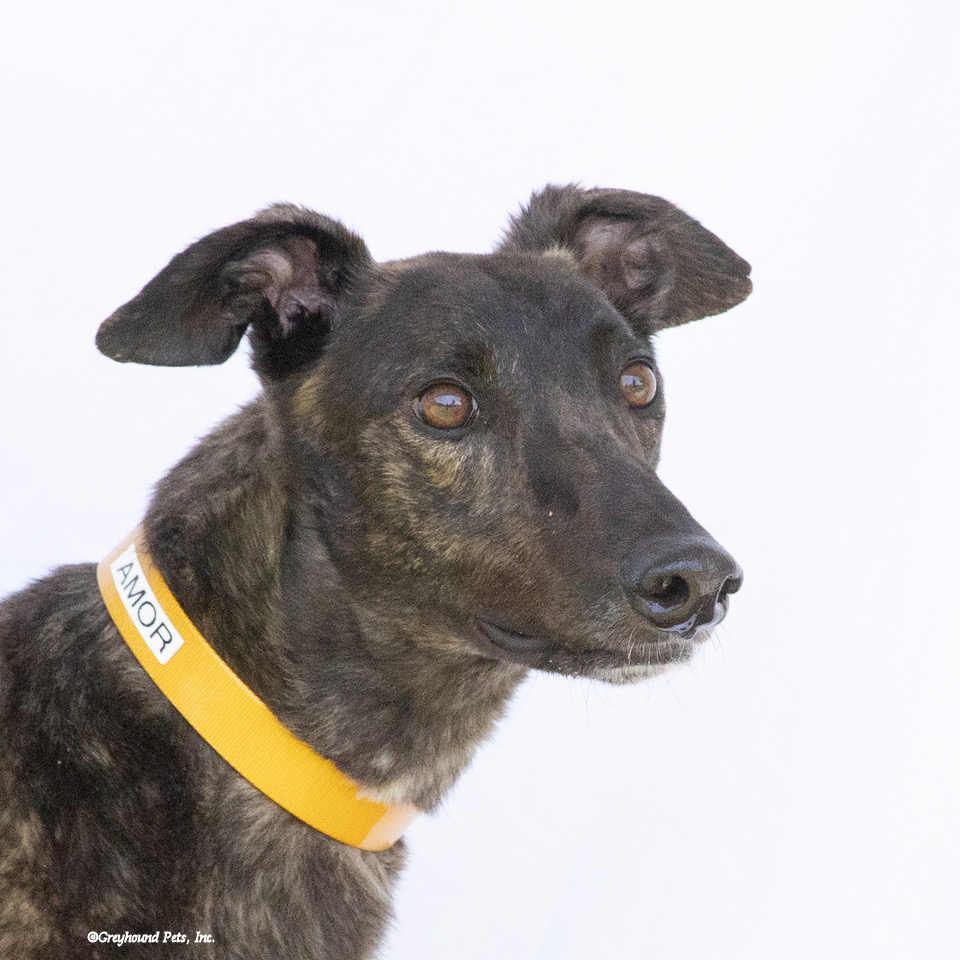 Enlarge Amor, a Adoptable Greyhound in Woodinville, WA image 3/3