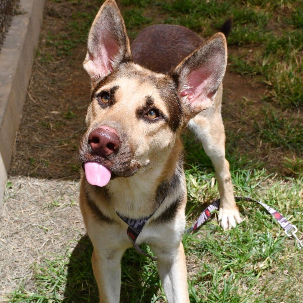 Antonio Banderas, Adoptable, Adult Male German Shepherd Dog & Husky.