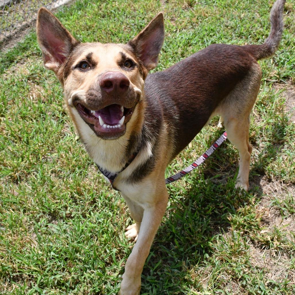 Enlarge Antonio Banderas, a Adoptable mixed breed in Beaumont, TX image 2/4