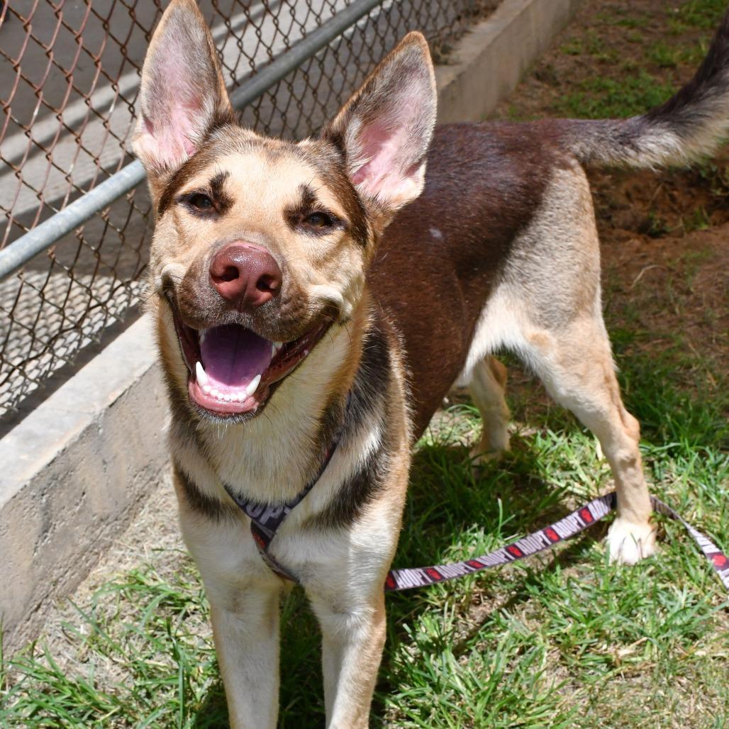 Enlarge Antonio Banderas, a Adoptable mixed breed in Beaumont, TX image 3/4