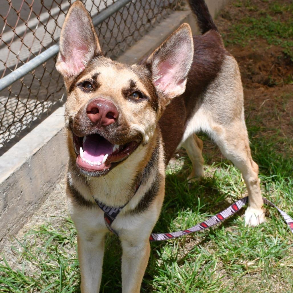 Enlarge Antonio Banderas, a Adoptable mixed breed in Beaumont, TX image 4/4