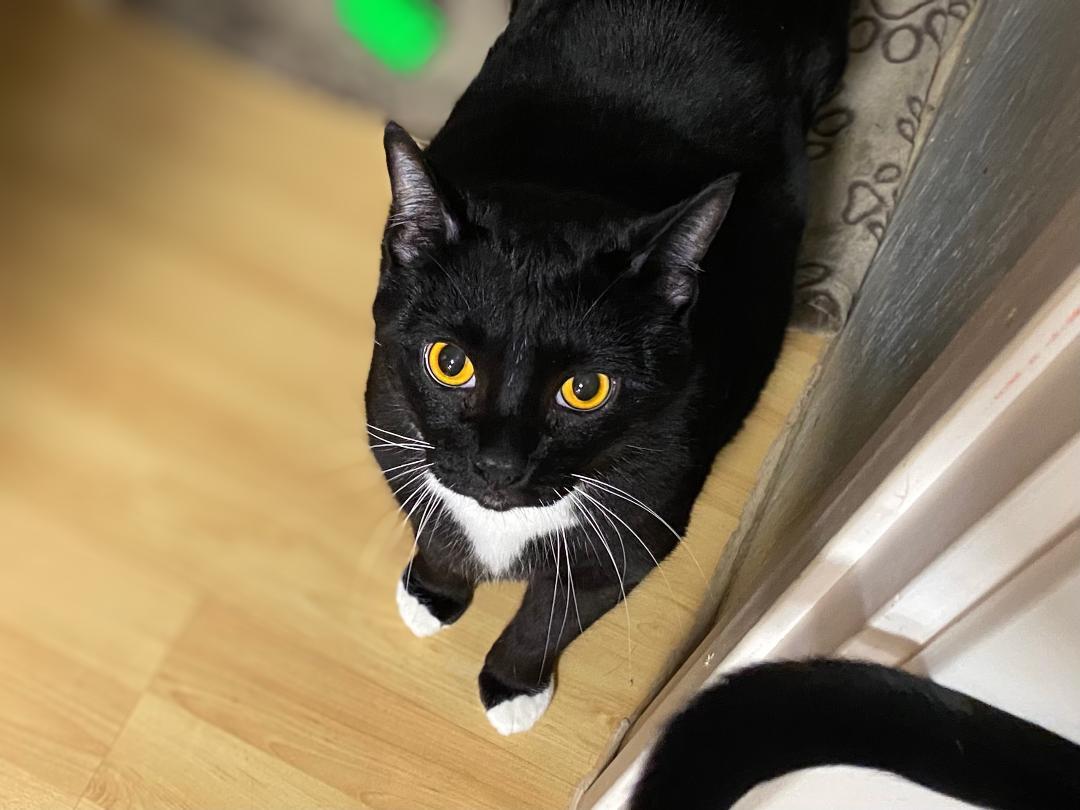 JUSTIN (bonded w/Bieber), a Adoptable Domestic Short Hair in Graham, WA image 2/3