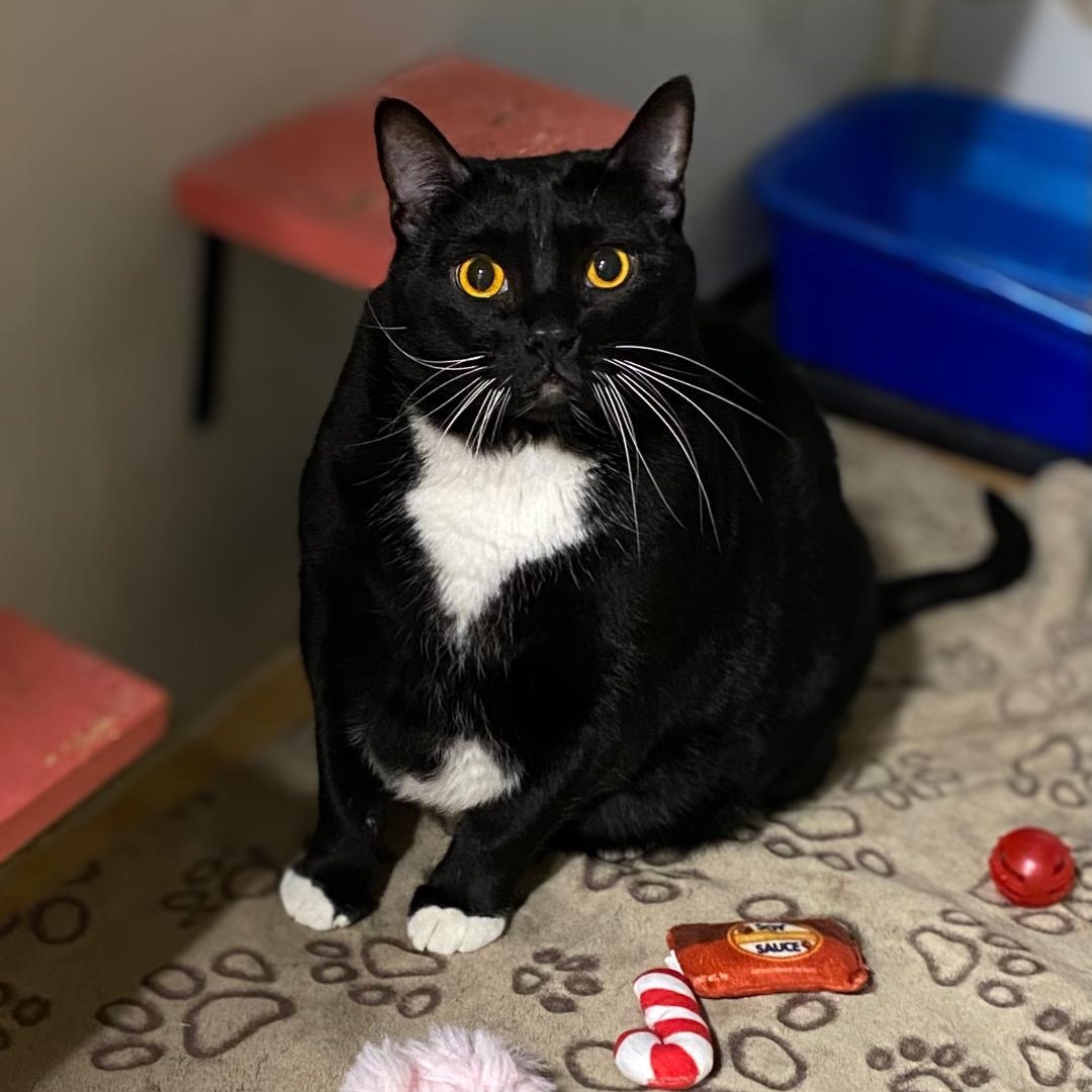 JUSTIN (bonded w/Bieber), a Adoptable Domestic Short Hair in Graham, WA image 1/3