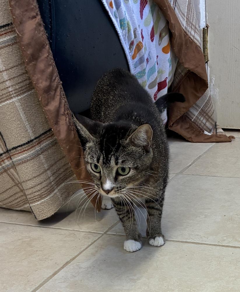 Mama Laney, a Adoptable mixed breed image 2/4