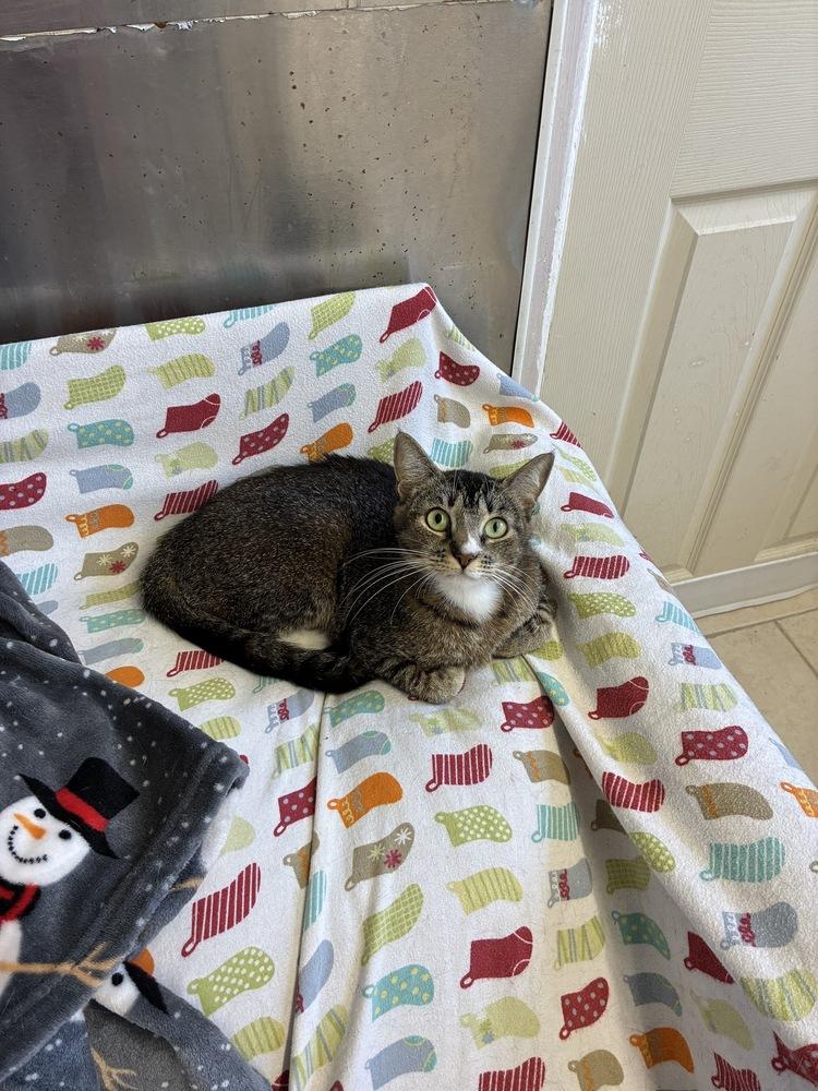 Mama Laney, Adoptable, Kitten Female Domestic Short Hair & Tabby.