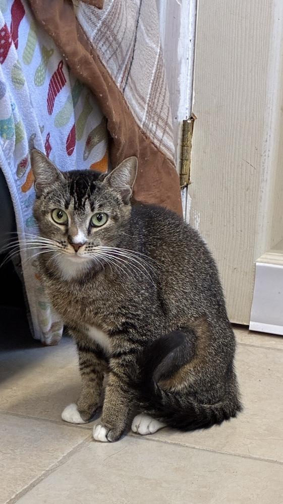 Mama Laney, a Adoptable mixed breed image 4/4