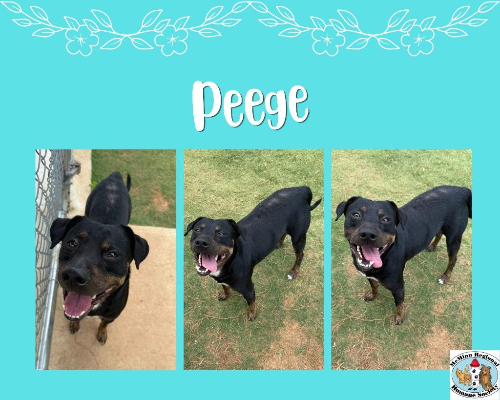 Enlarge Peege, a Adoptable mixed breed in Athens, TN image 2/3