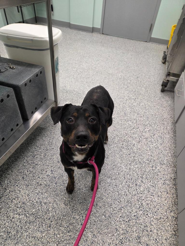 Enlarge Peege, a Adoptable mixed breed in Athens, TN image 3/3