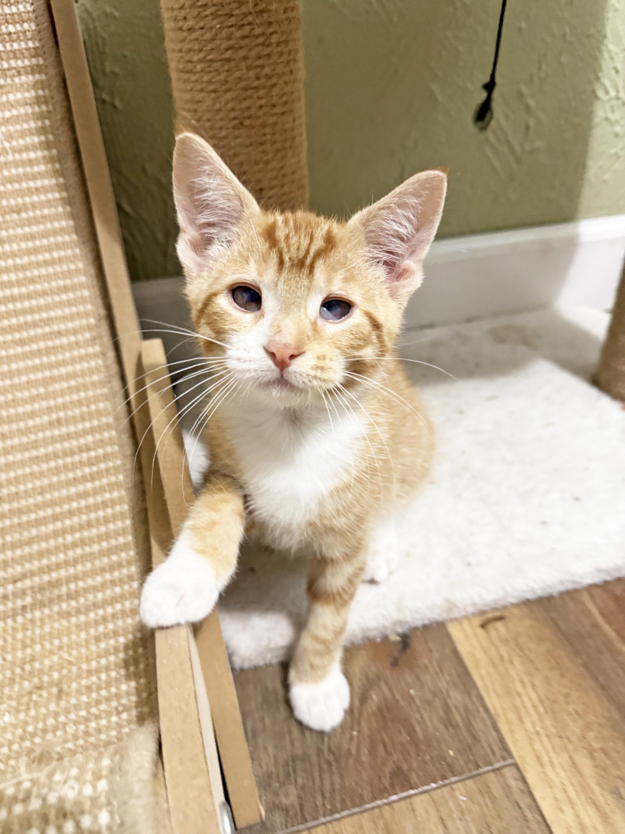 Moe - silly playful loving little sweetheart, a ADOPTABLE Tabby in Neenah, WI image 2/6