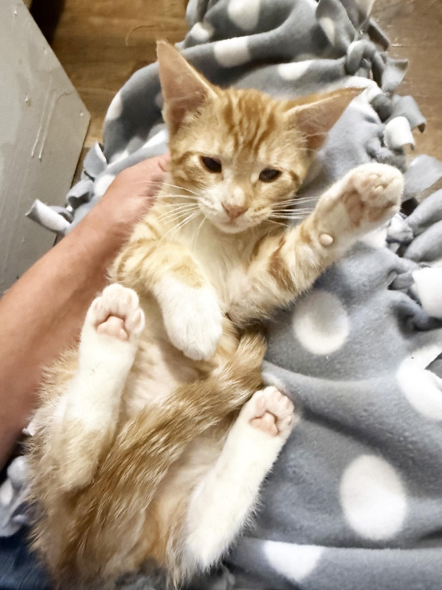 Moe - silly playful loving little sweetheart, a ADOPTABLE Tabby in Neenah, WI image 3/6
