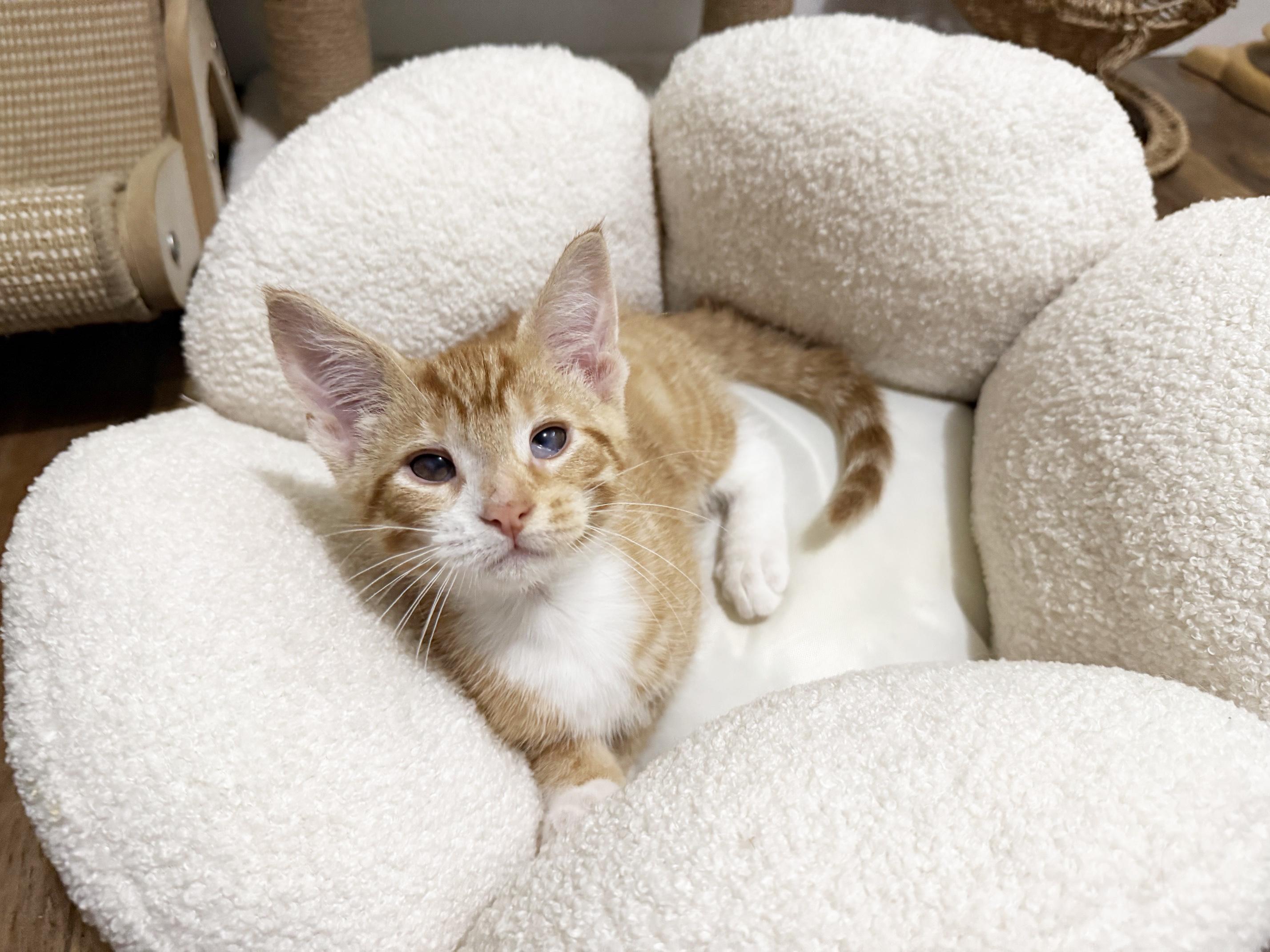 Moe - silly playful loving little sweetheart, a ADOPTABLE Tabby in Neenah, WI image 5/6