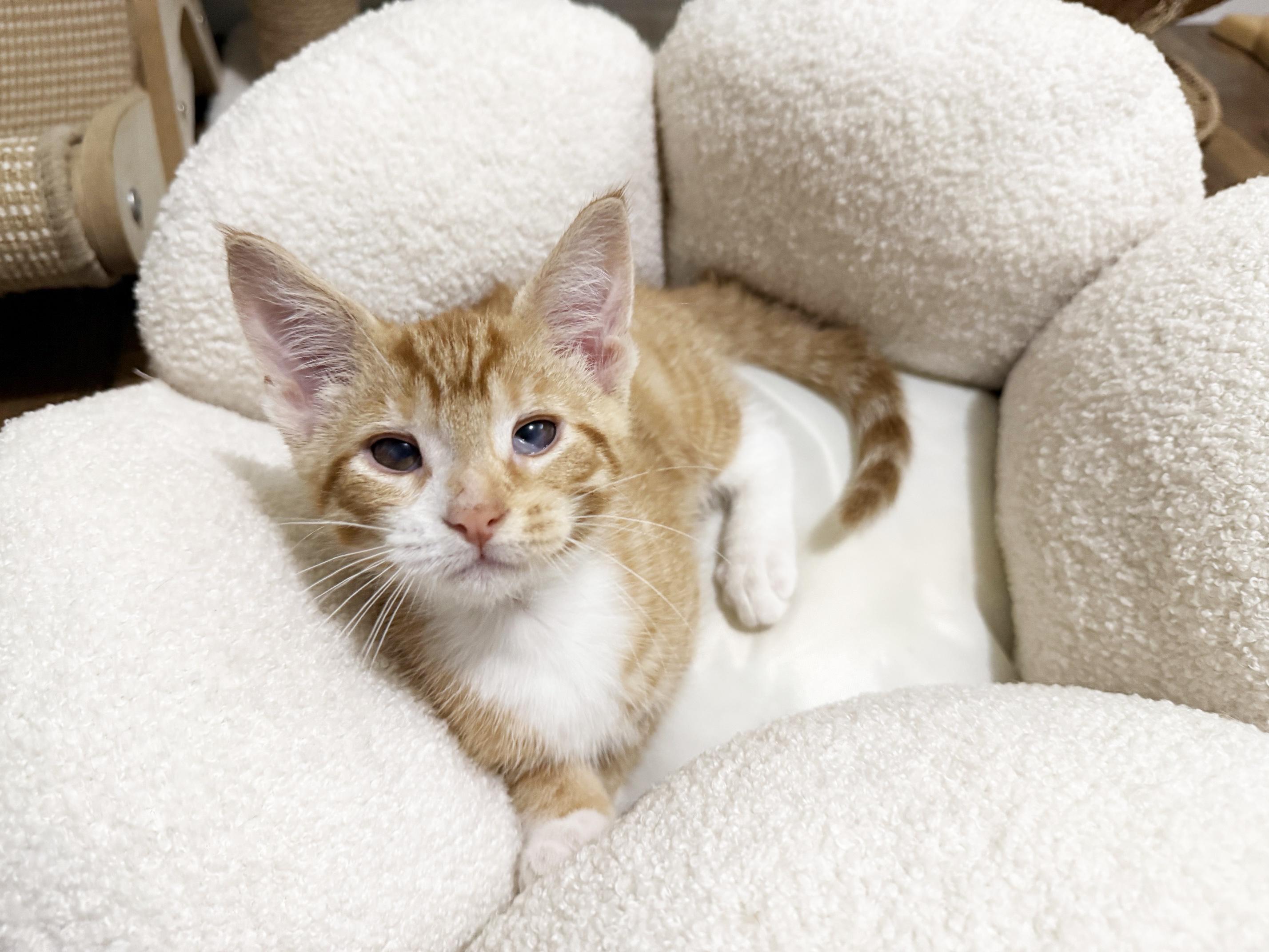 Moe - silly playful loving little sweetheart, ADOPTABLE, Kitten Male Tabby.