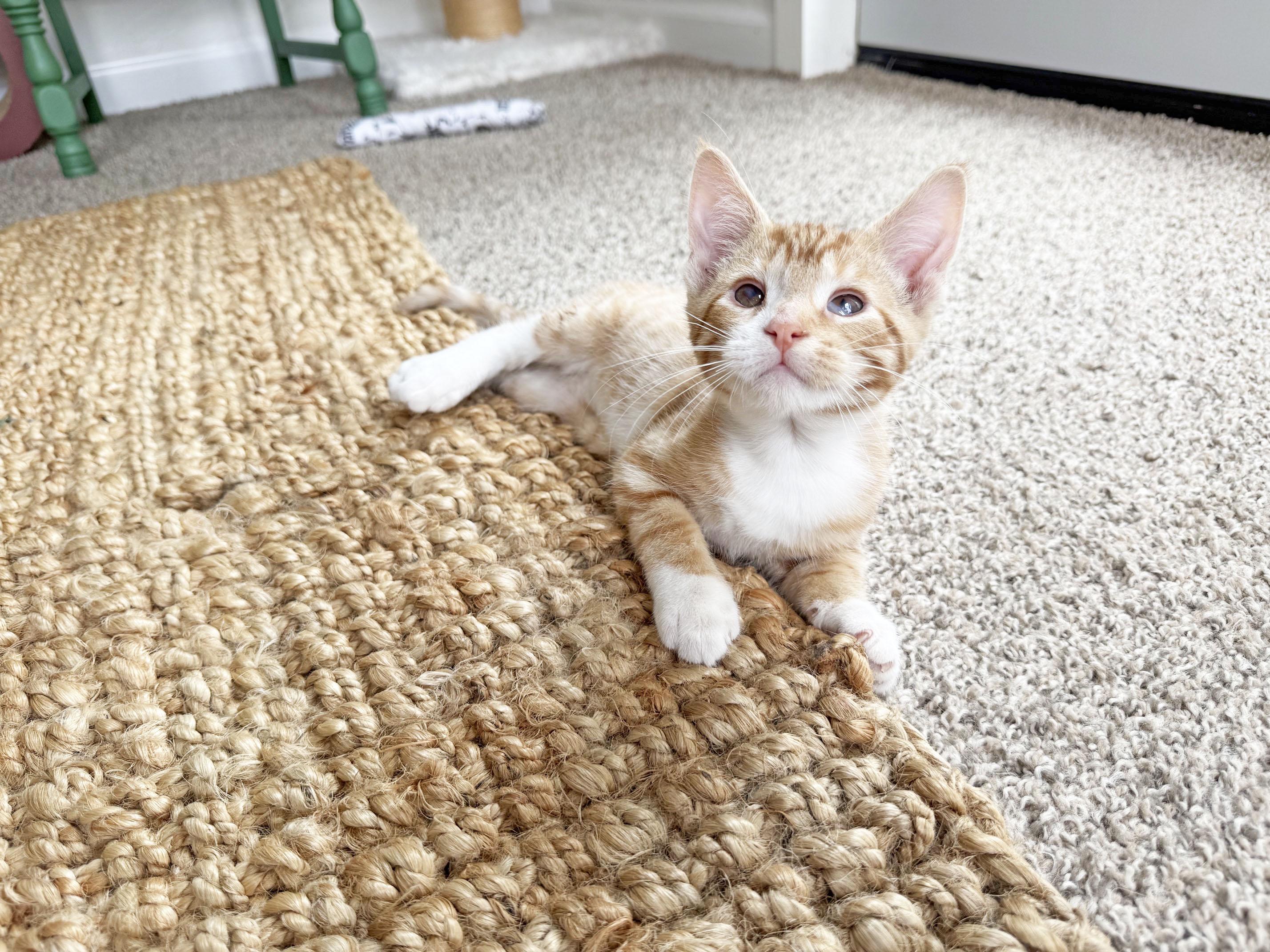 Moe - silly playful loving little sweetheart, a ADOPTABLE Tabby in Neenah, WI image 2/6