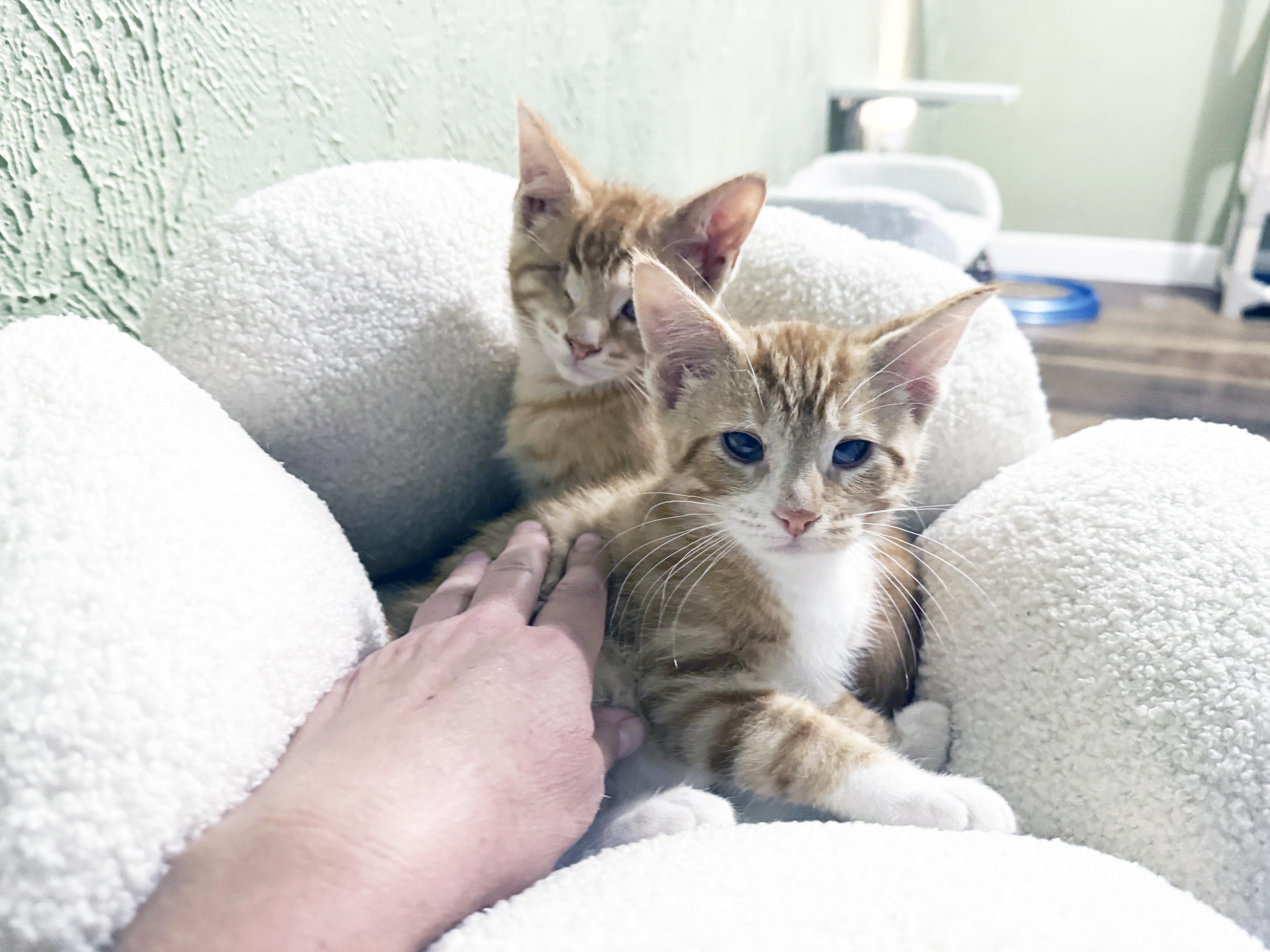 Moe - silly playful loving little sweetheart, a ADOPTABLE Tabby in Neenah, WI image 4/6