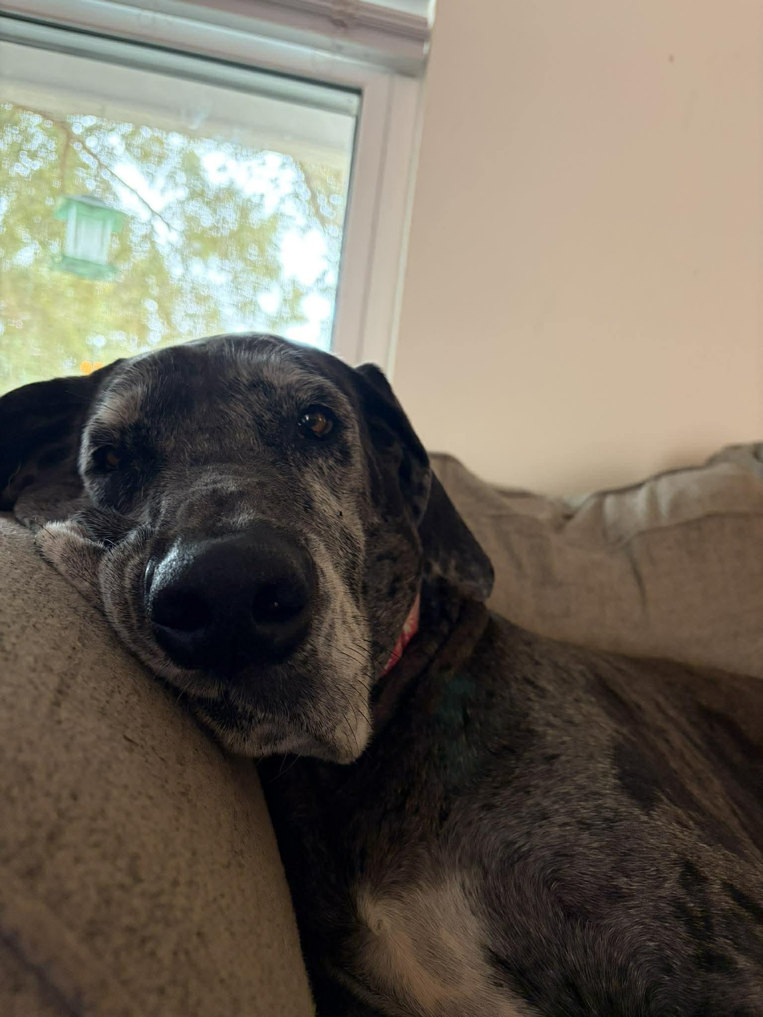 Kahlua, an adoptable Great Dane in Pensacola, FL image 5/6