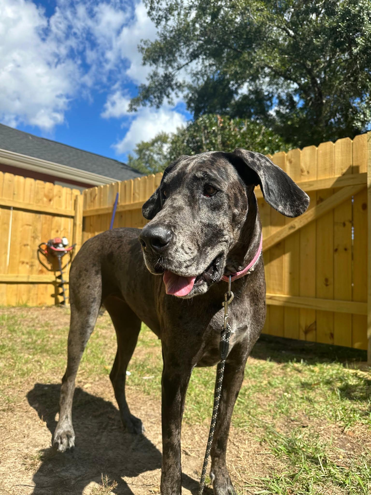 Kahlua, an adoptable Great Dane in Pensacola, FL image 3/6