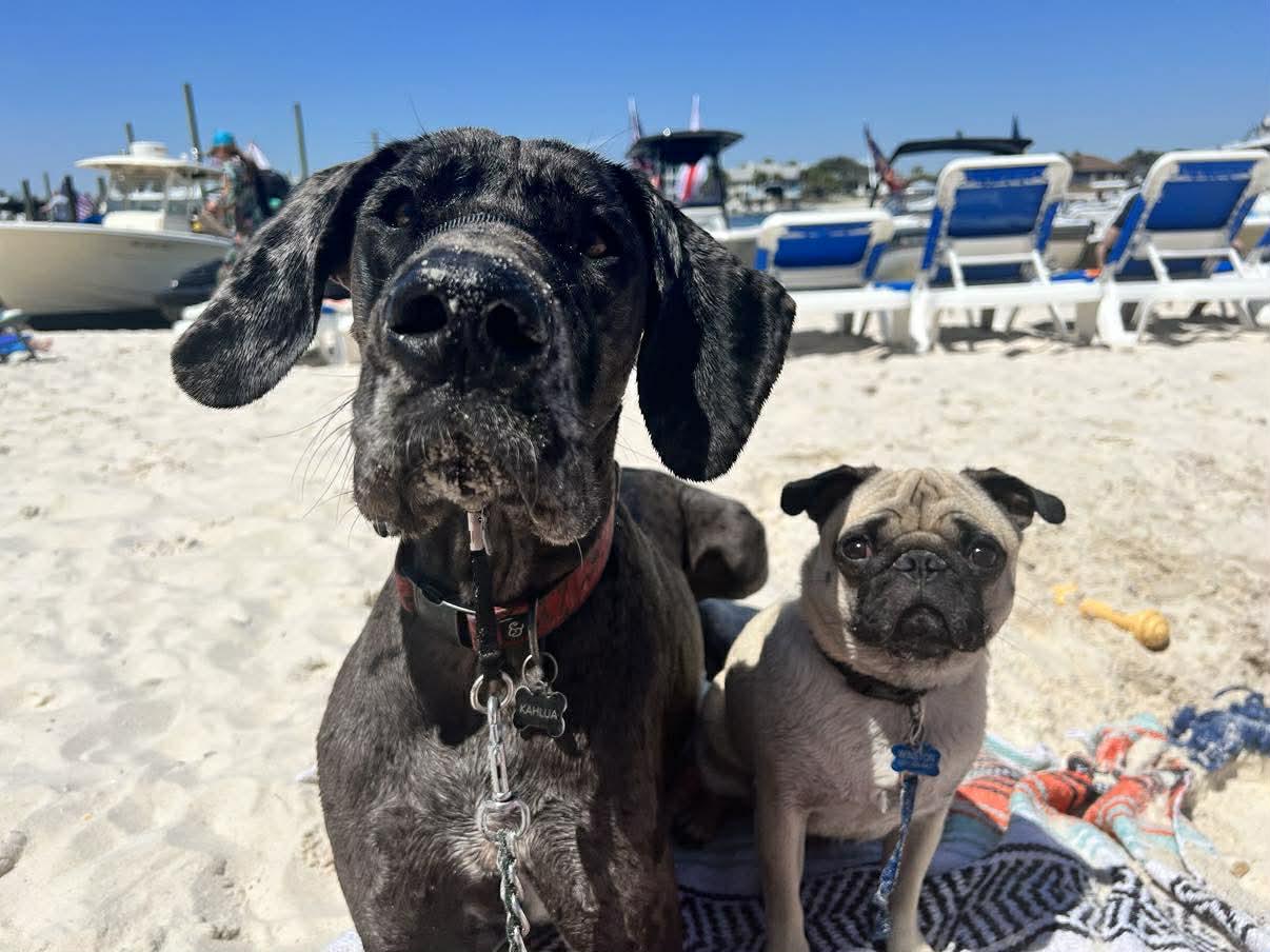 Kahlua, an adoptable Great Dane in Pensacola, FL image 6/6