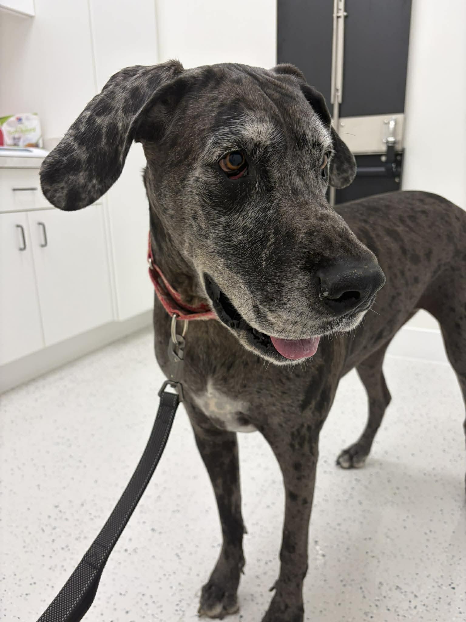 Kahlua, an adoptable Great Dane in Pensacola, FL image 2/6