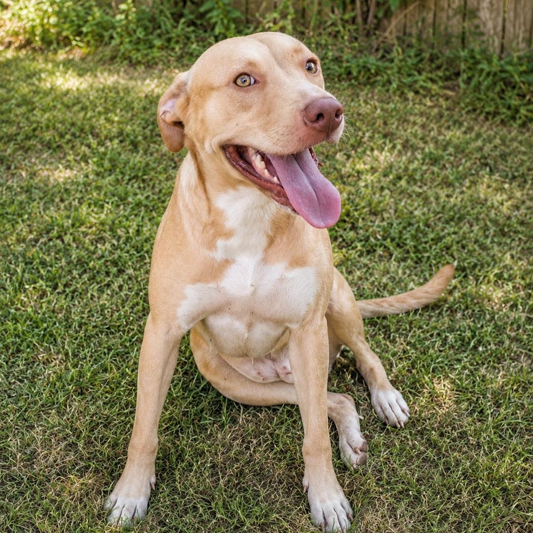 Enlarge Goldie, a Adoptable mixed breed in Houston, TX image 4/4