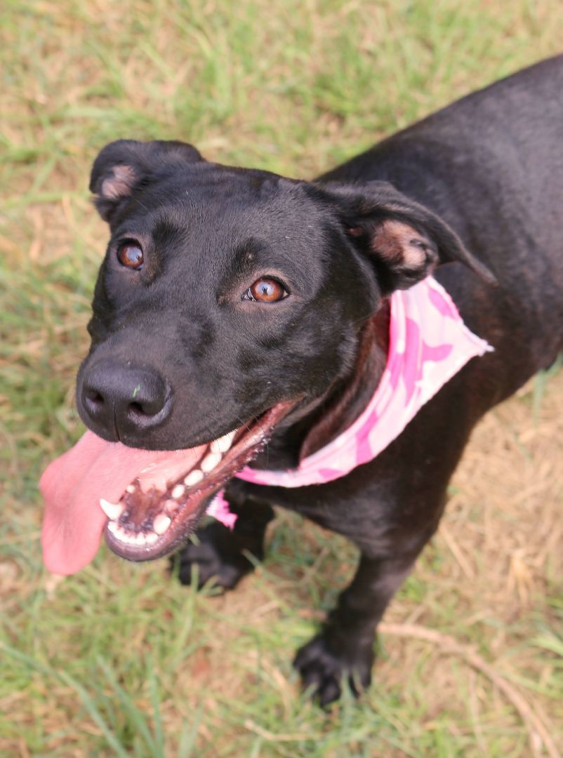 Princess, Adoptable, Puppy Female Black Labrador Retriever.