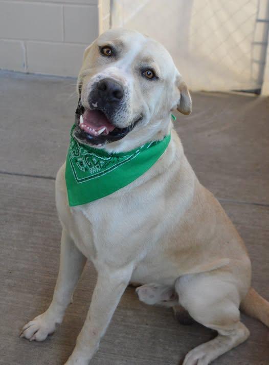Enlarge Oso, a Adoptable Mixed Breed in McKinney, TX image 1/1