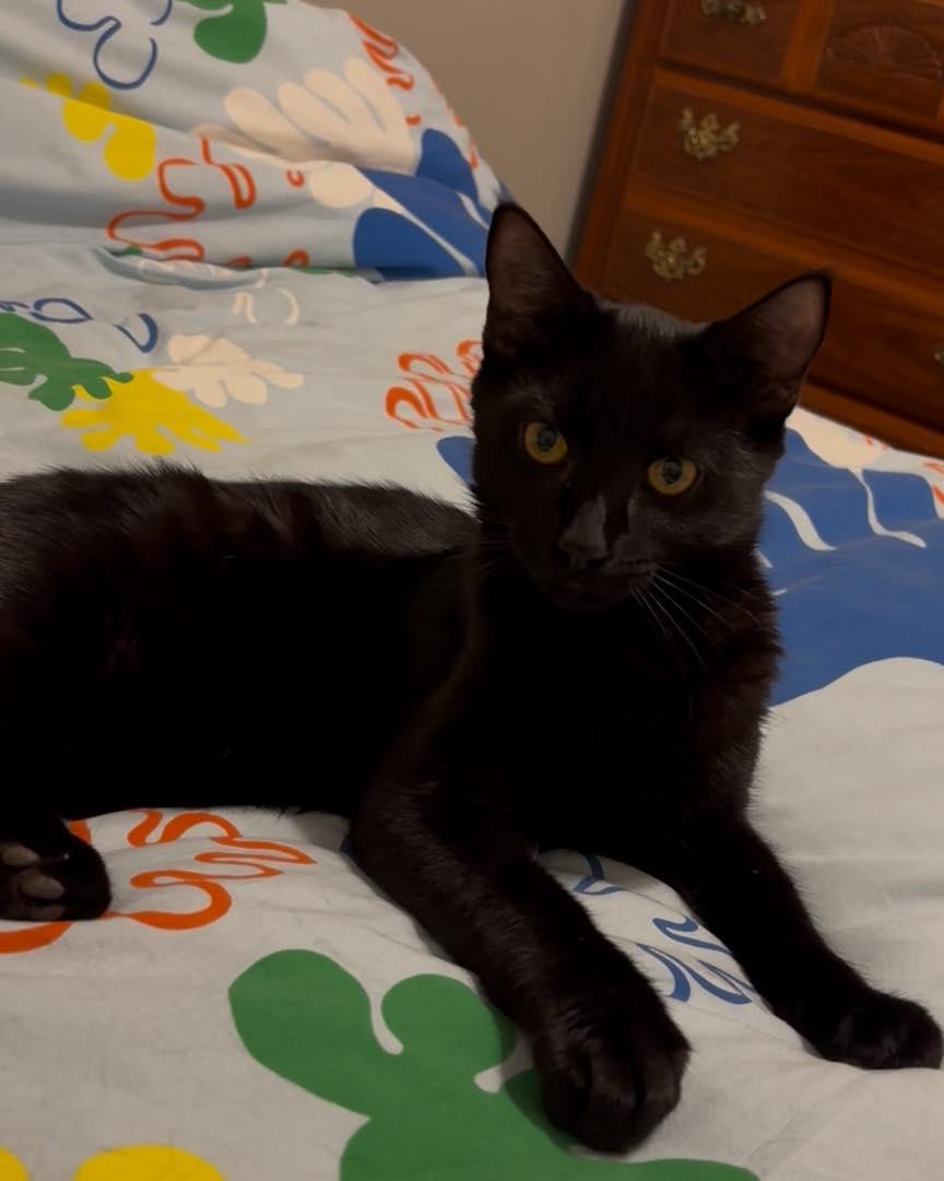 Enlarge Tama, a Adoptable Domestic Short Hair in Tucson, AZ image 1/1