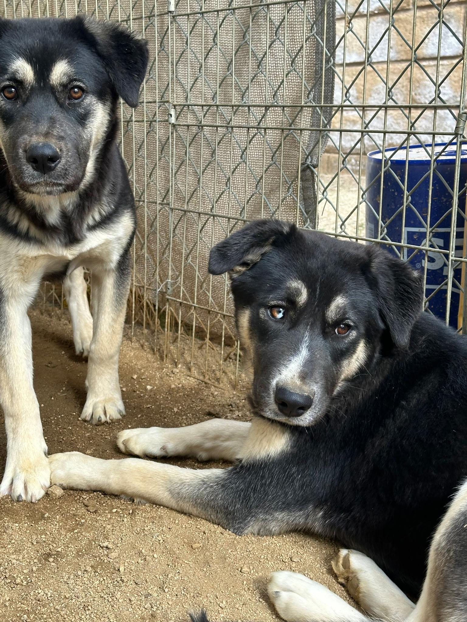 Sable, a Adoptable mixed breed in Weston, MA image 3/3