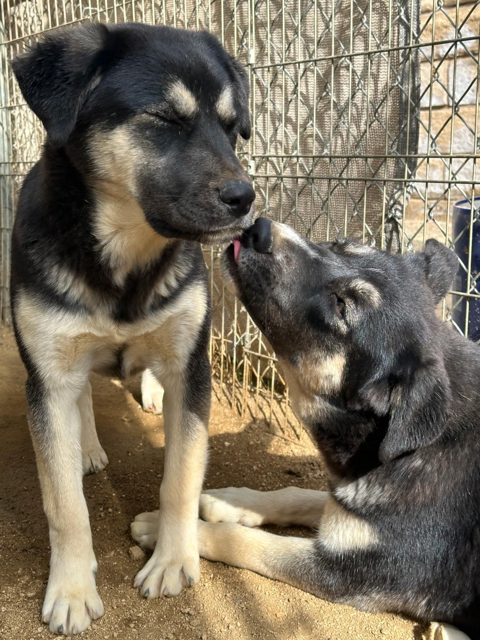 Sable, a Adoptable mixed breed in Weston, MA image 2/3