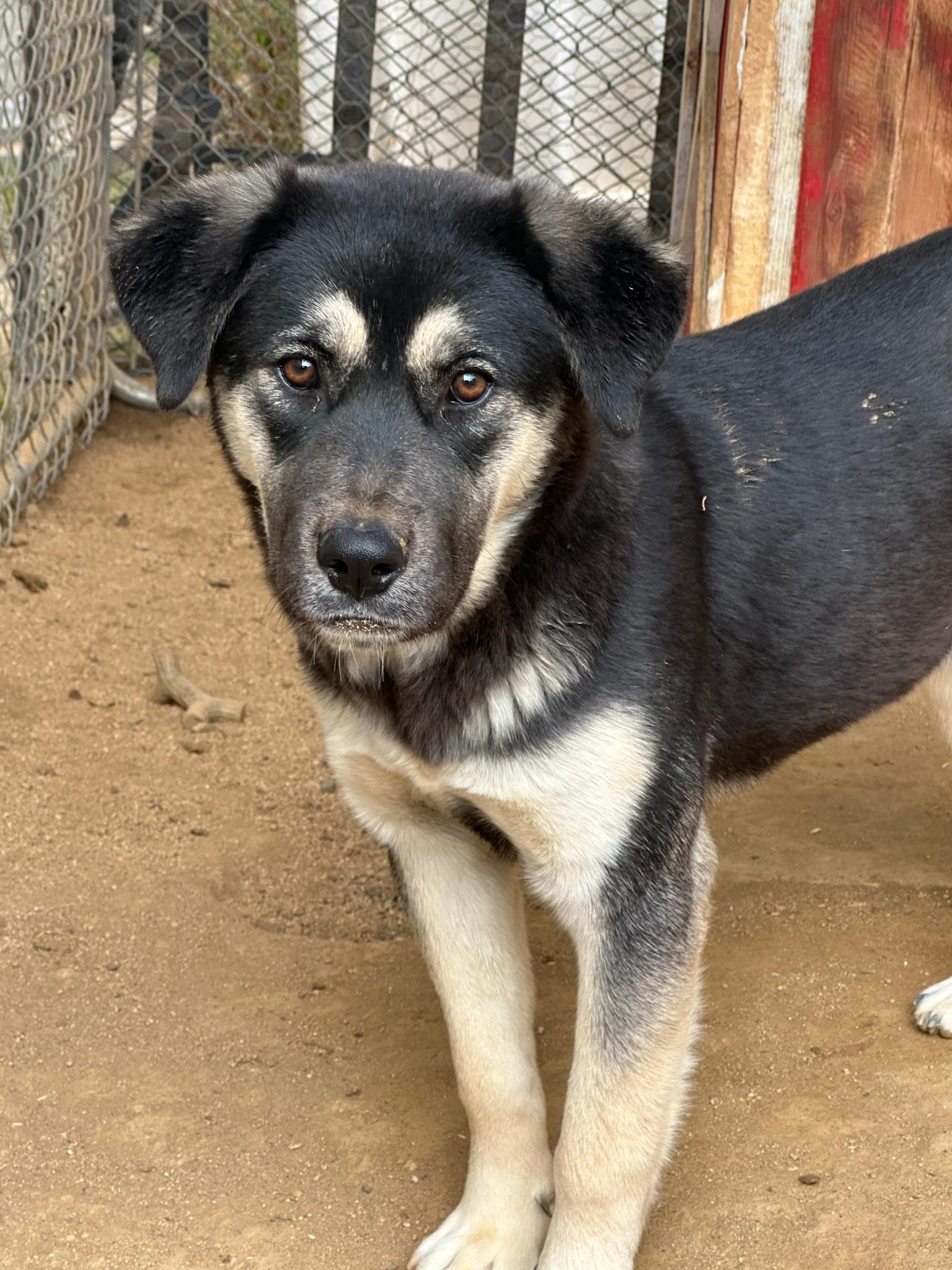 Sable, Adoptable, Young Female German Shepherd Dog & Border Collie.