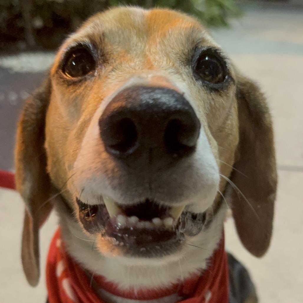 Goofy, a Adoptable Beagle in Miami, FL image 1/5
