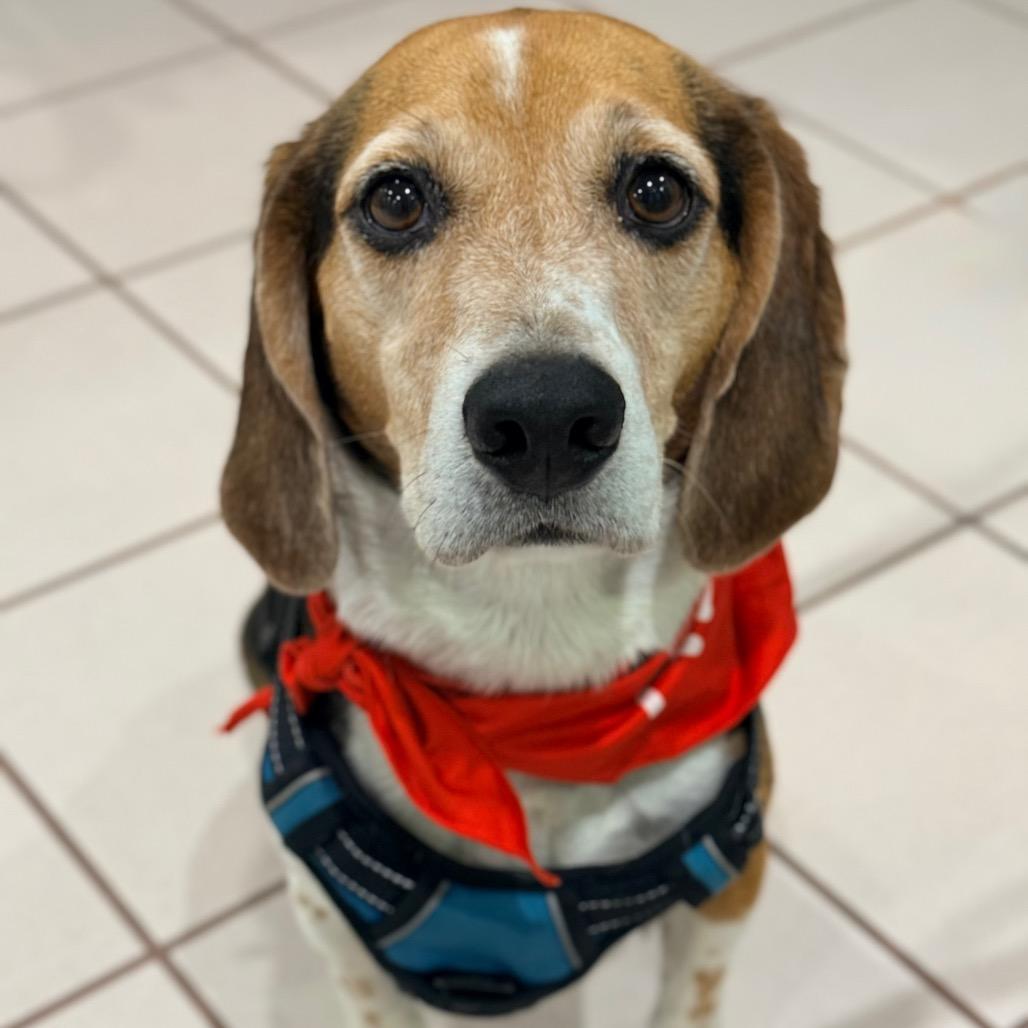 Goofy, a Adoptable Beagle in Miami, FL image 2/5