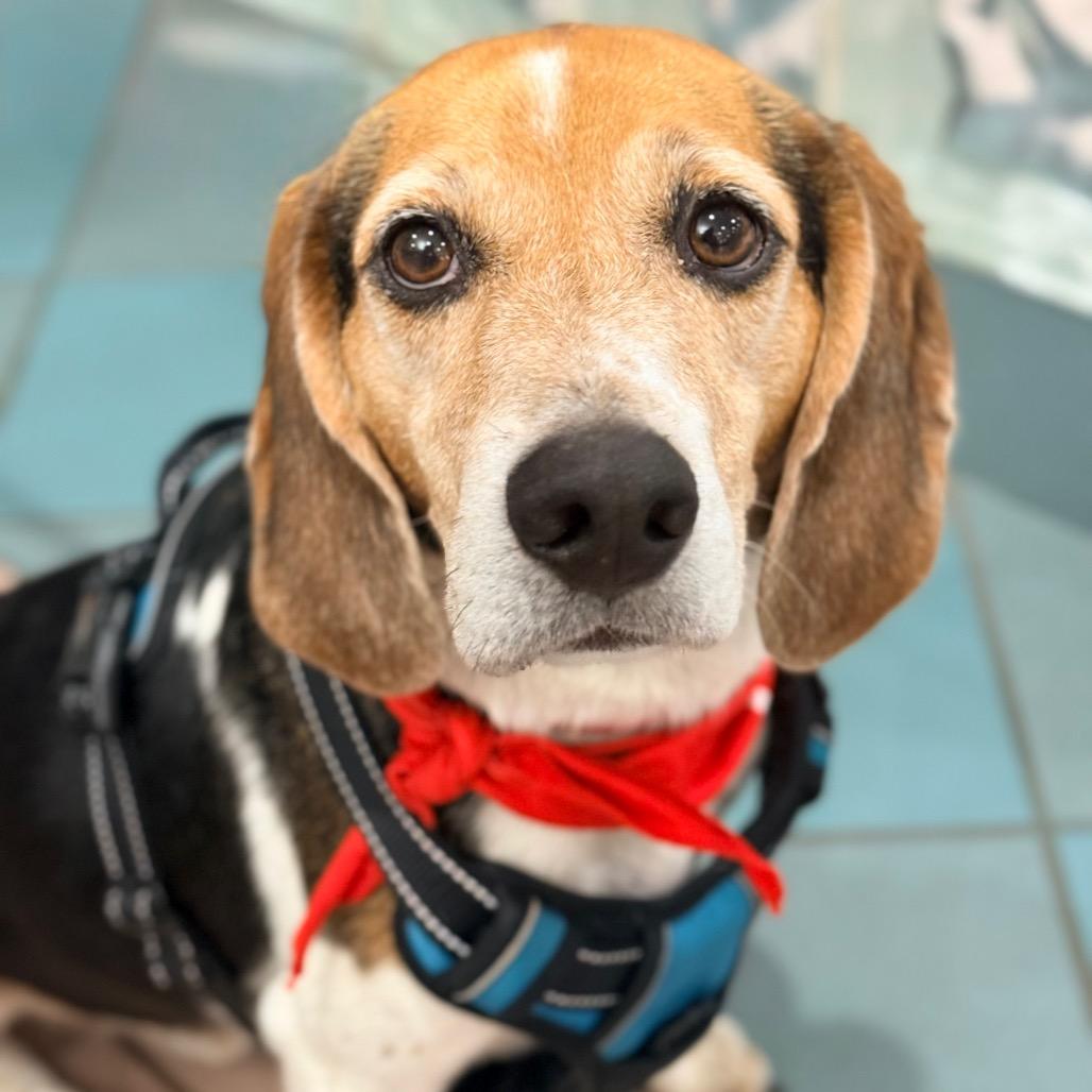 Goofy, a Adoptable Beagle in Miami, FL image 3/5