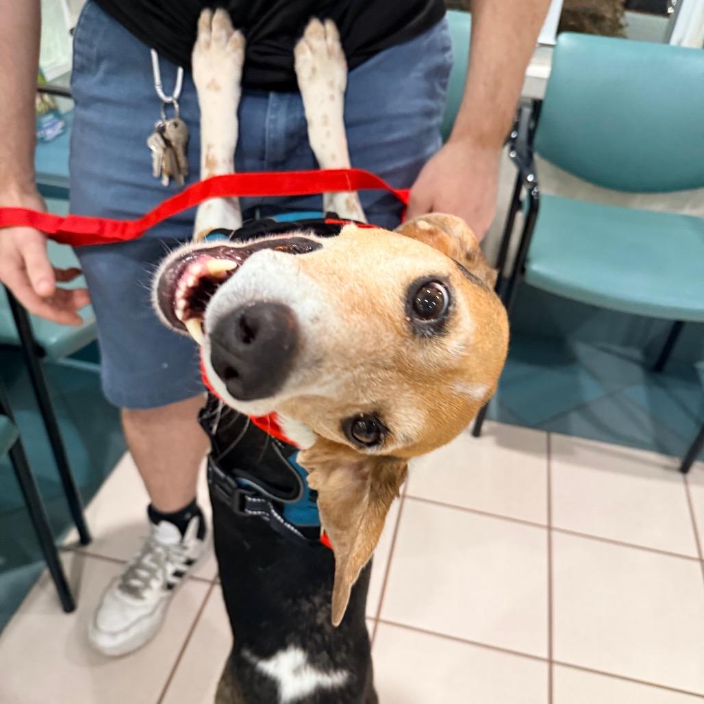 Goofy, a Adoptable Beagle in Miami, FL image 4/5