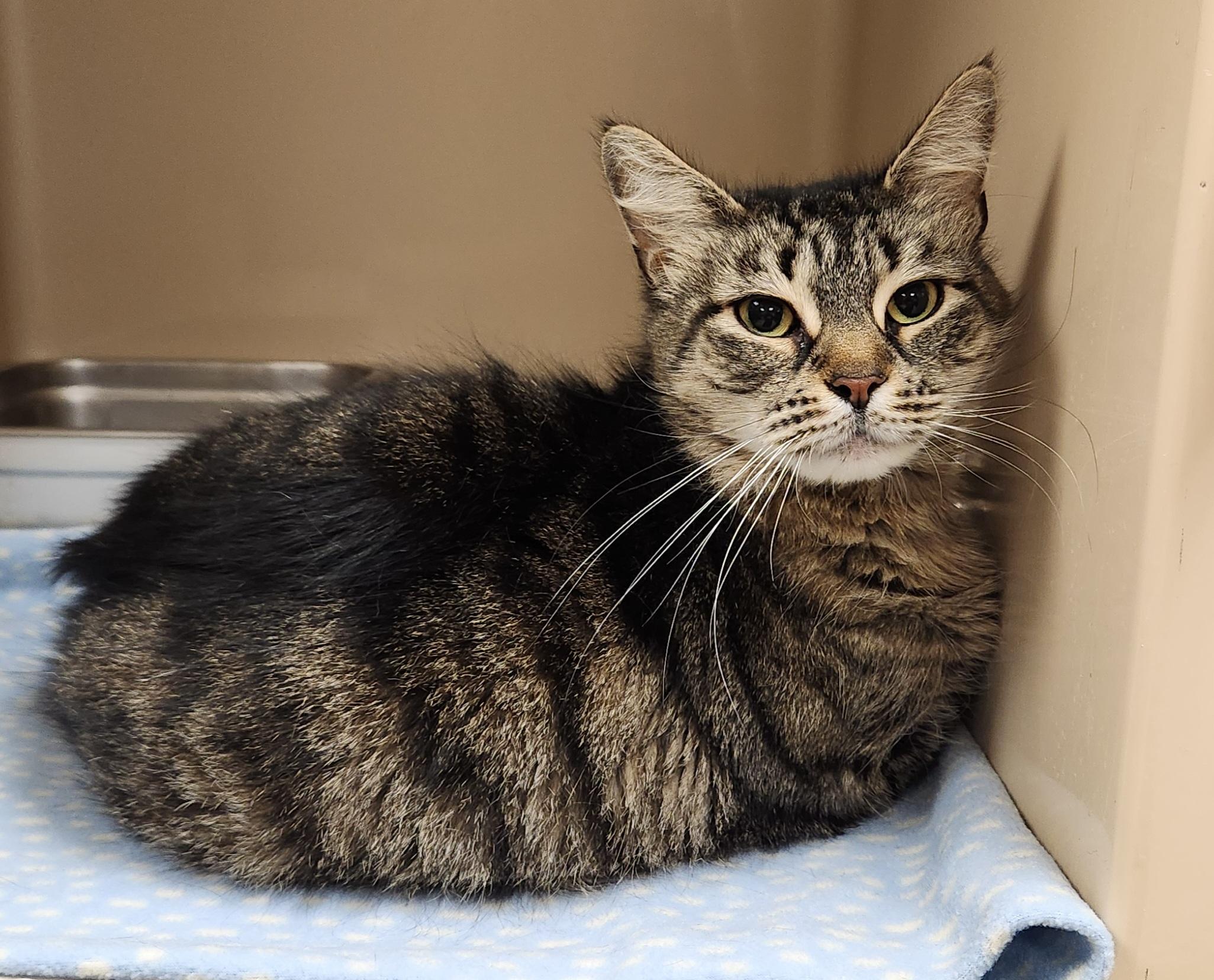 Enlarge Ashes, a ADOPTABLE Domestic Short Hair in Clayton, NJ image 1/1