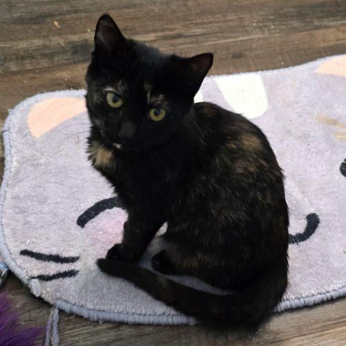 Ember, Adoptable, Young Female Tortoiseshell & Domestic Short Hair.