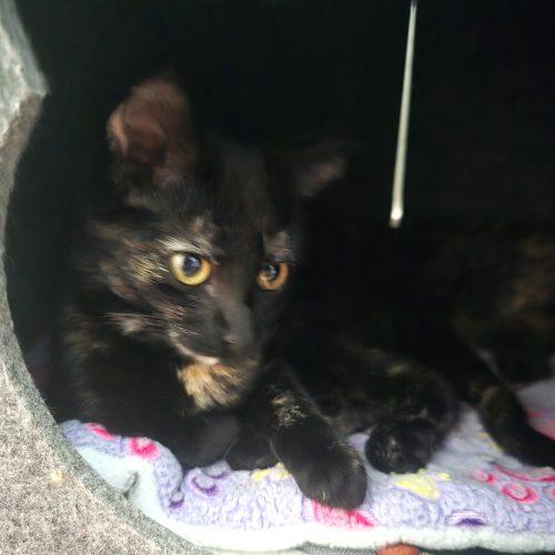 Enlarge Ember, a Adoptable mixed breed in Knoxville, TN image 2/5