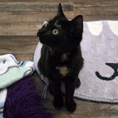 Enlarge Ember, a Adoptable mixed breed in Knoxville, TN image 3/5