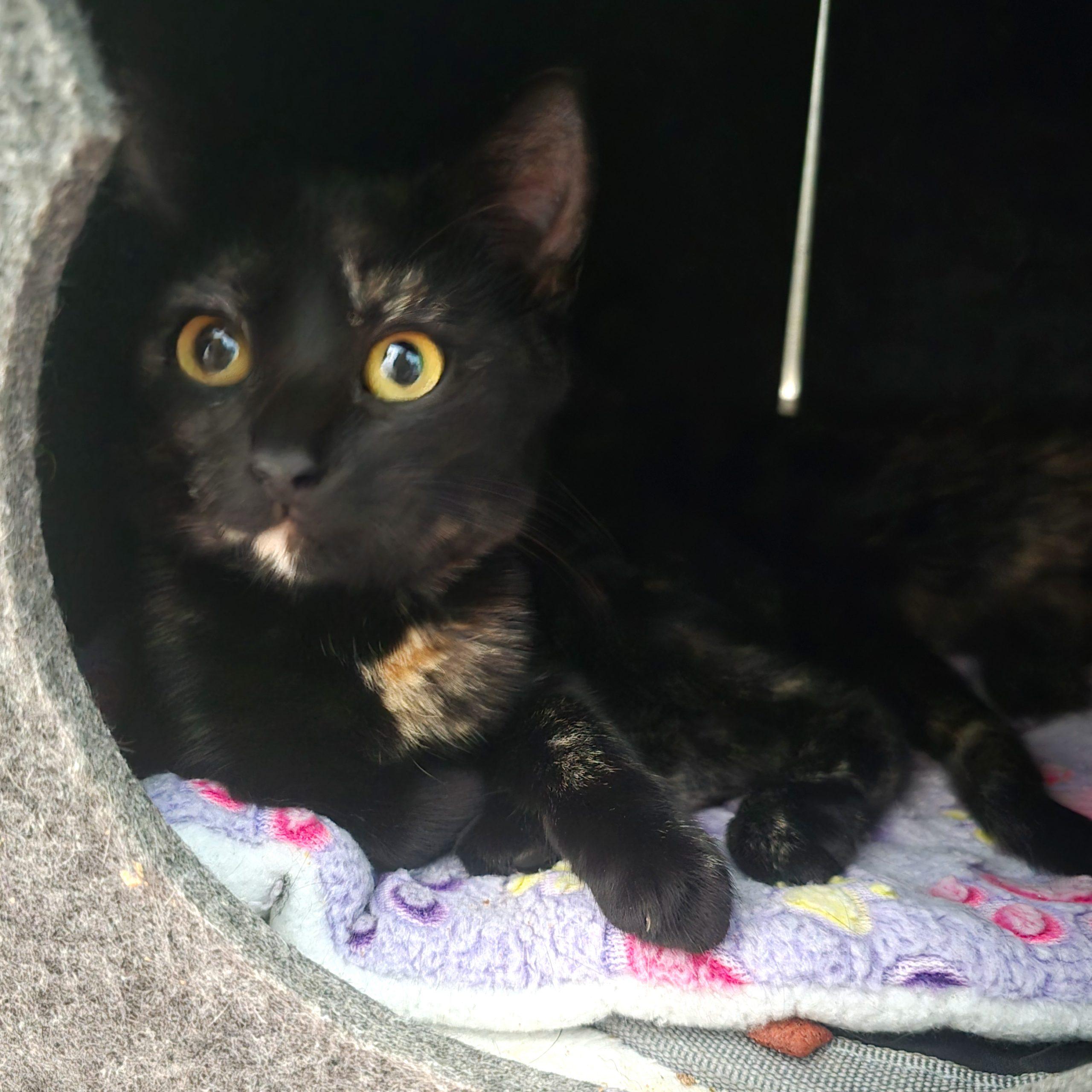 Ember, a Adoptable mixed breed in Knoxville, TN image 5/5