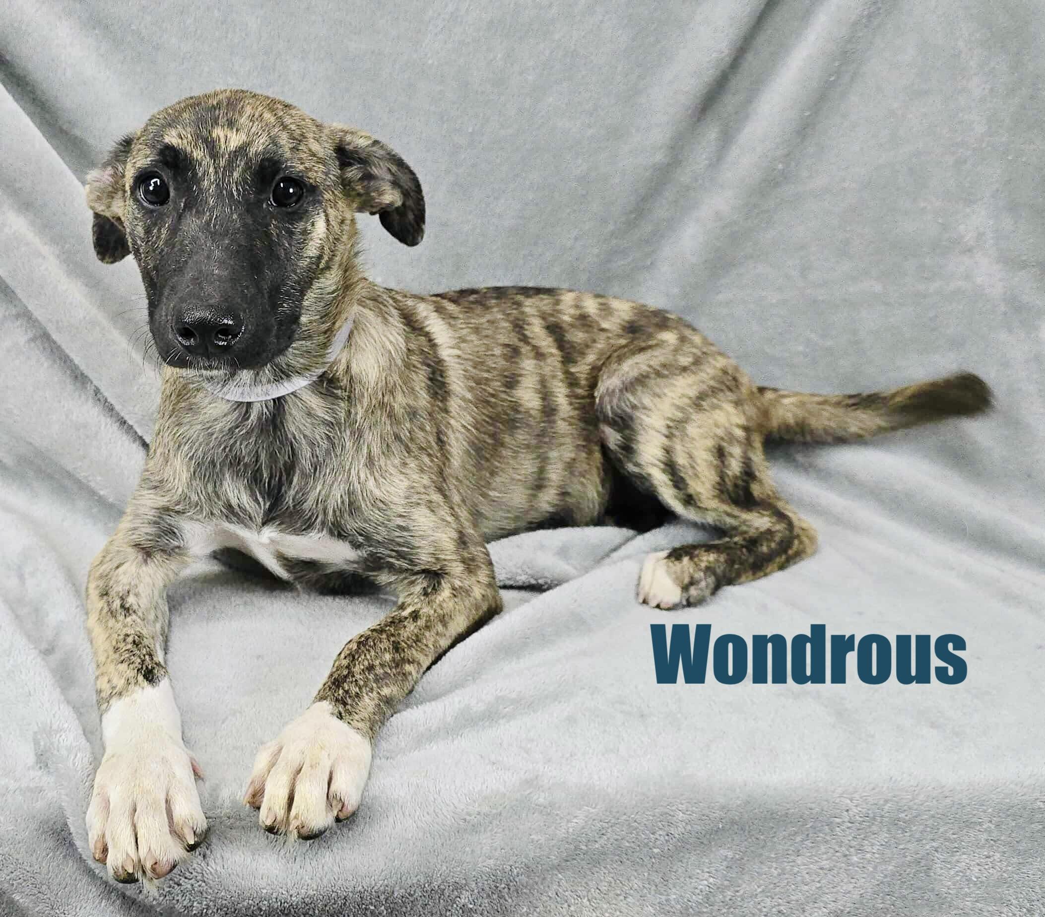 Wondrous, Baby Female unknown