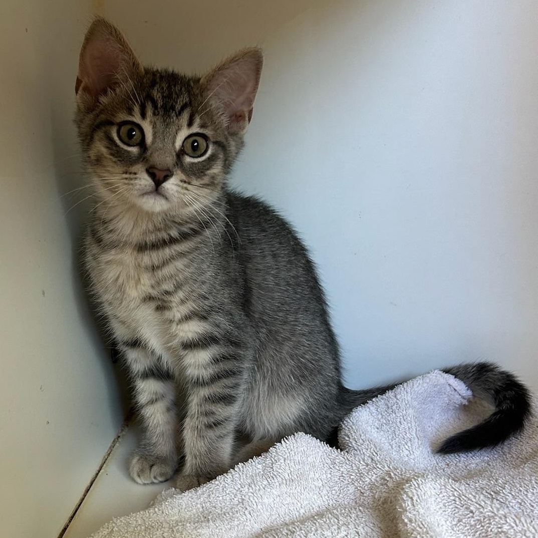 Wren, a Adoptable Domestic Short Hair in Kent, WA image 1/2