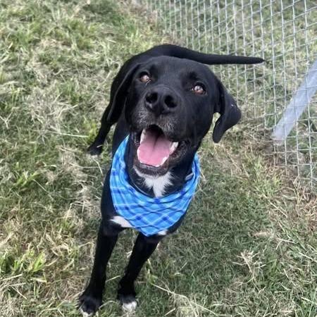 Atticus, Adoptable, Young Male Black Labrador Retriever.