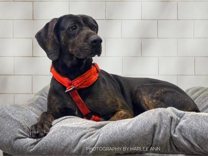 Baby Girl, a Adoptable mixed breed in Cumberland, MD image 1/2