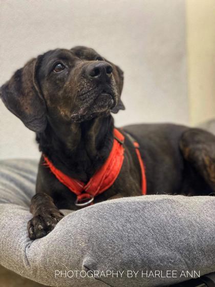 Baby Girl, Adoptable, Adult Female Hound & Mixed Breed.