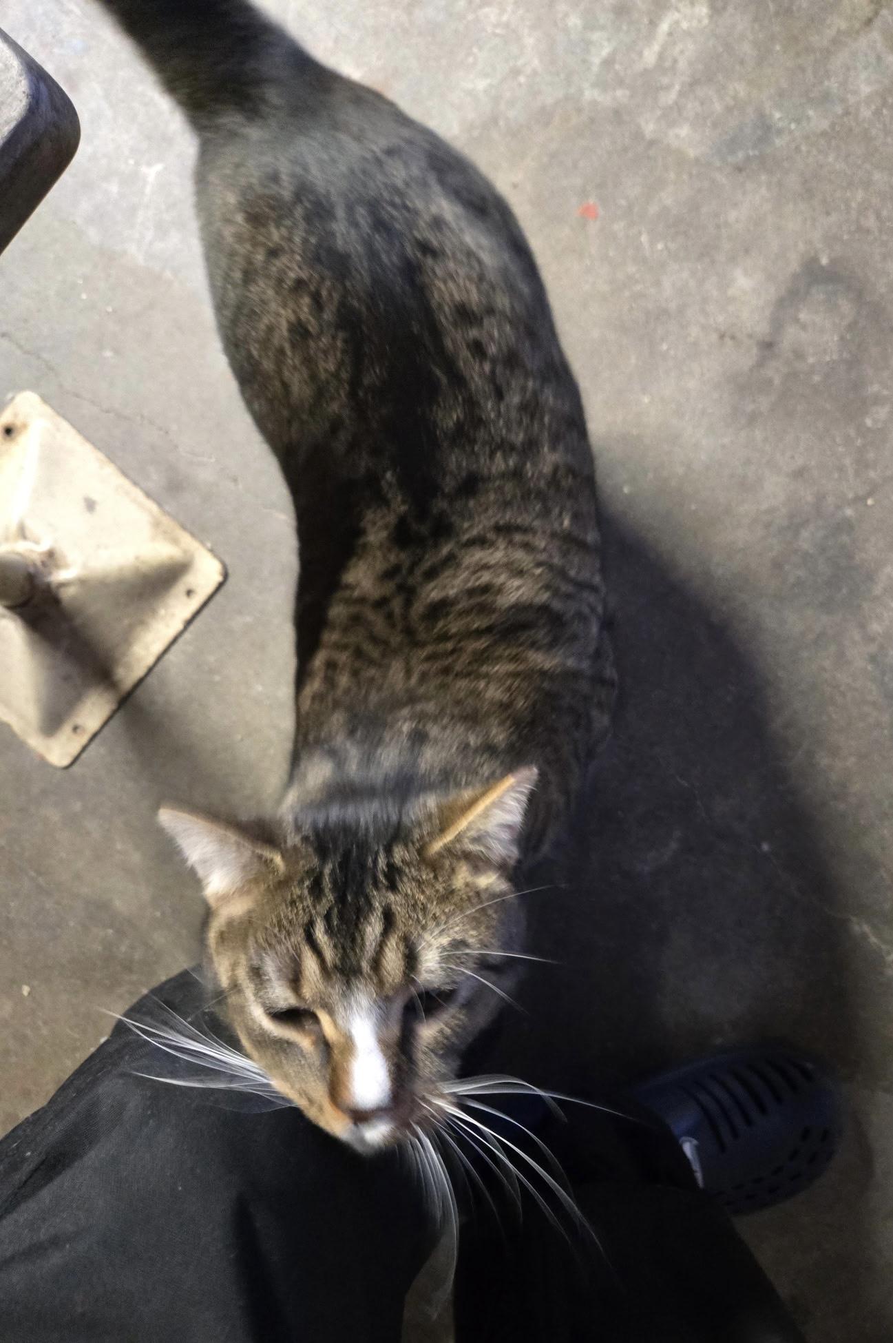 Enlarge Big Boy , an adopted mixed breed in Everett, WA image 2/5