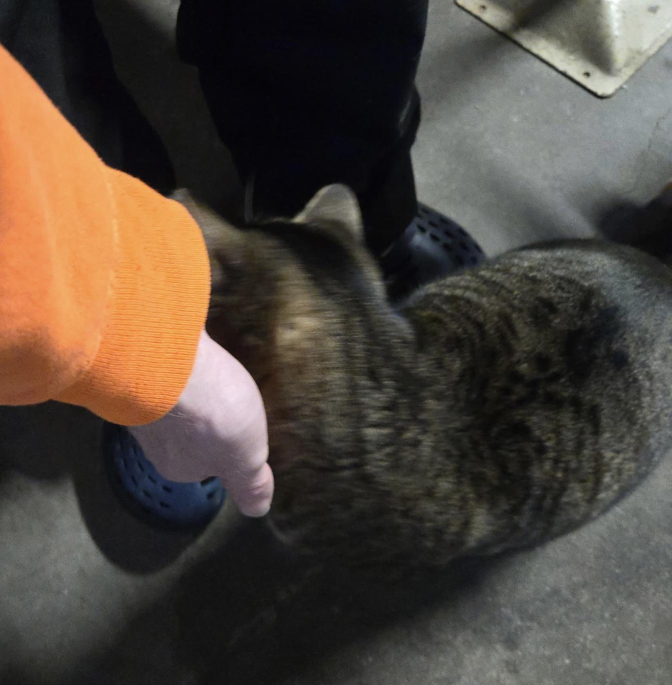 Enlarge Big Boy , an adopted mixed breed in Everett, WA image 5/5