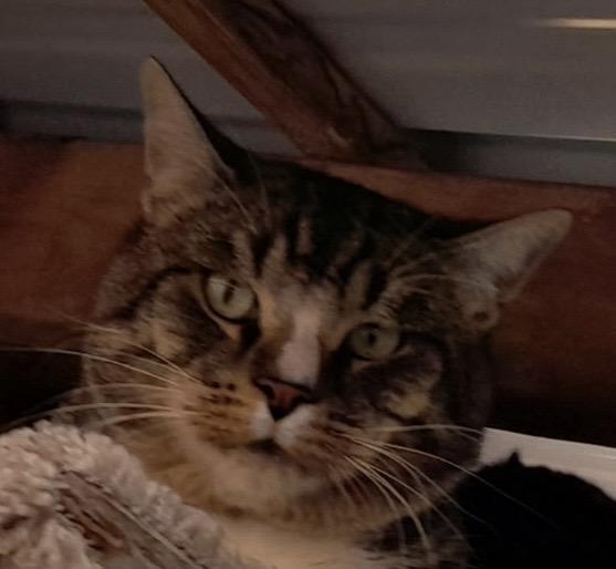 Big Boy , adopted, Adult Male Domestic Short Hair.