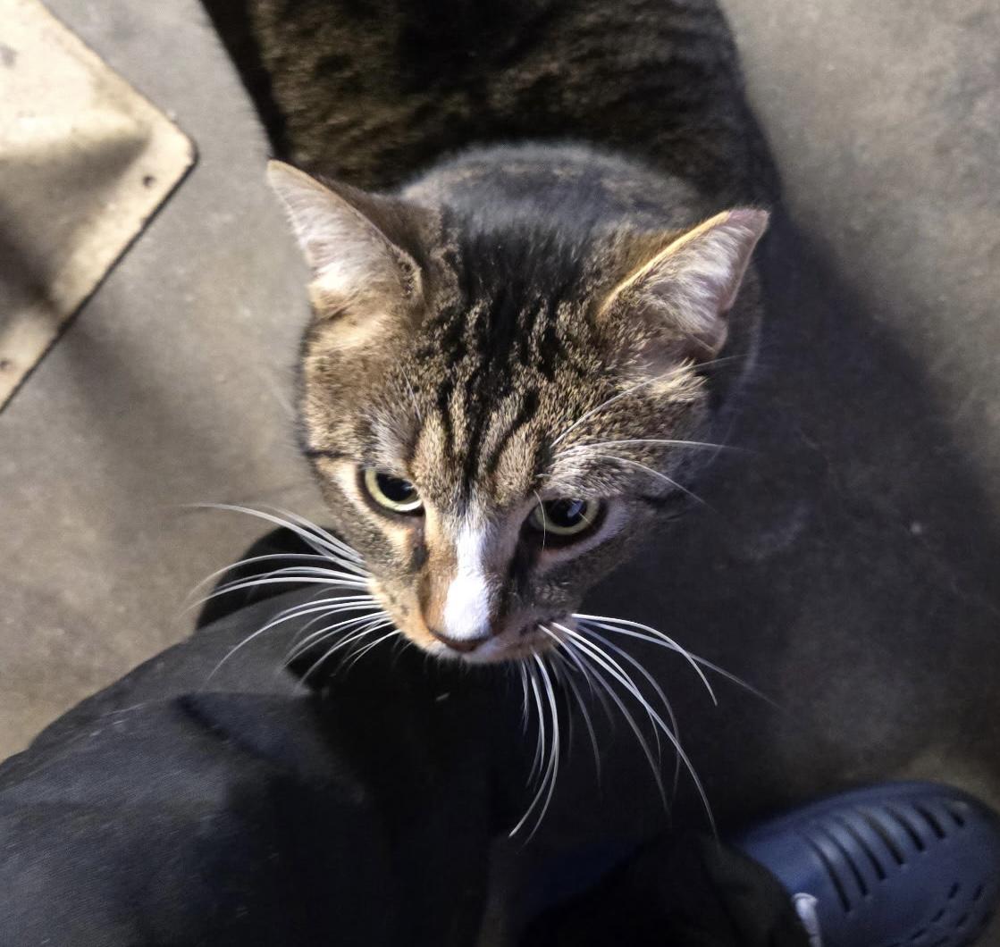 Enlarge Big Boy , an adopted mixed breed in Everett, WA image 4/5