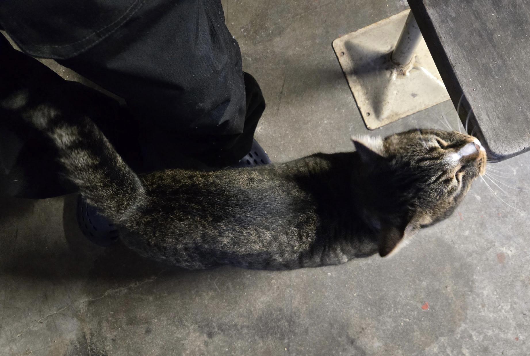 Enlarge Big Boy , an adopted mixed breed in Everett, WA image 3/5